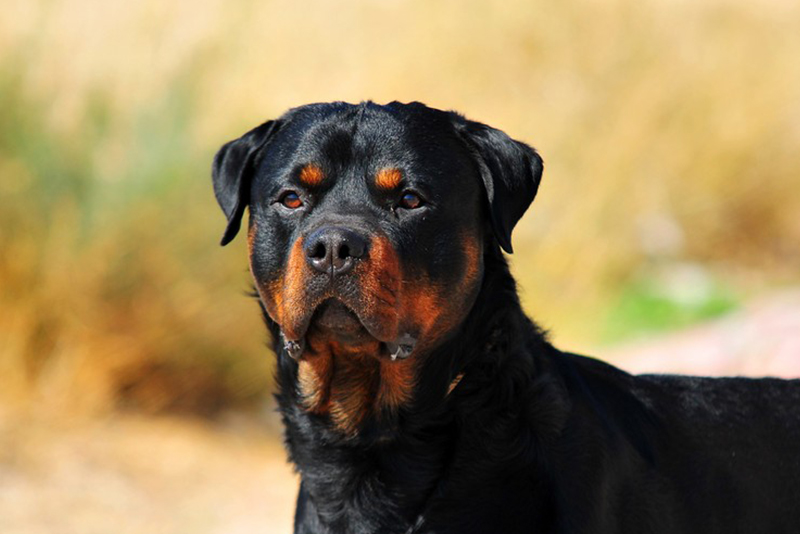 Dog-Sitting-Ravensdale-WA