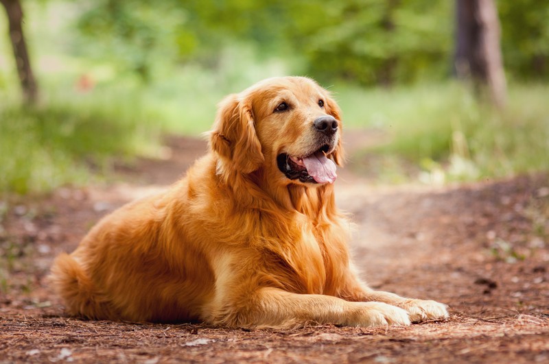 Dog-Training-Ravensdale-WA